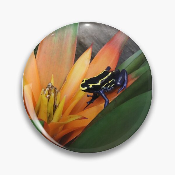 Item preview, Dyeing poison dart frog designed and sold by rootedrender.