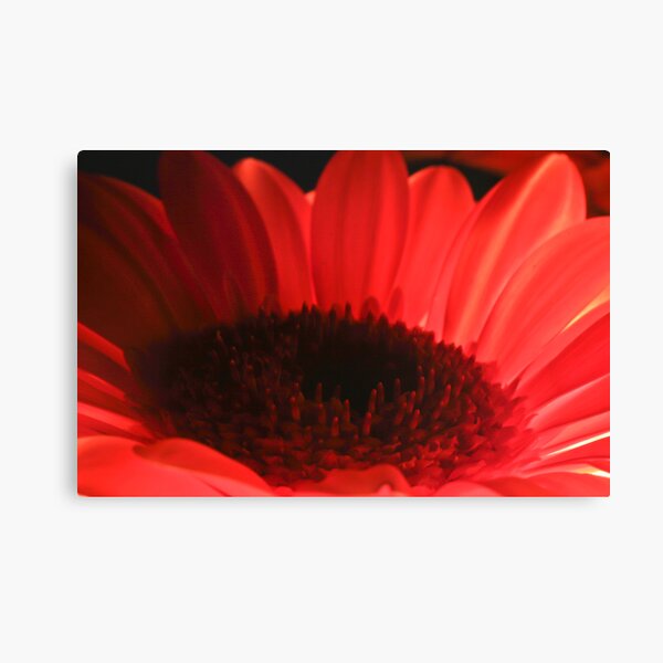 Orange Gerbera Daisy Canvas Print