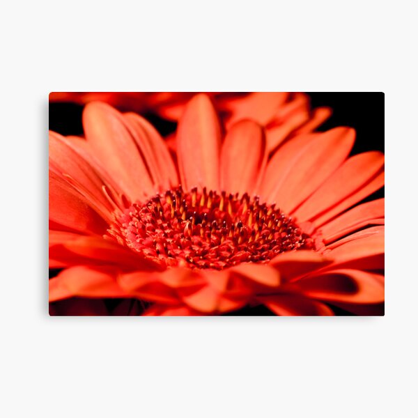 Bright Orange Gerbera Daisy Canvas Print
