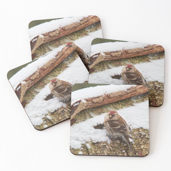 Item preview, The more temperate one. Common redpoll designed and sold by Jouko Lehto Photography.