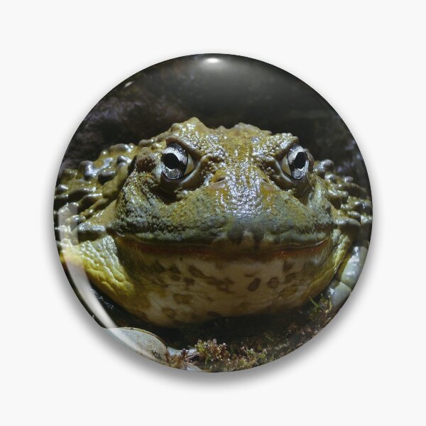 Item preview, African bullfrog designed and sold by rootedrender.
