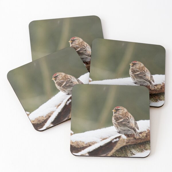 Item preview, The modest one. Common redpoll designed and sold by Jouko Lehto Photography.