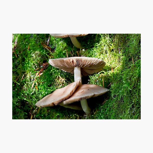 Mushrooms and Moss 3 Photographic Print