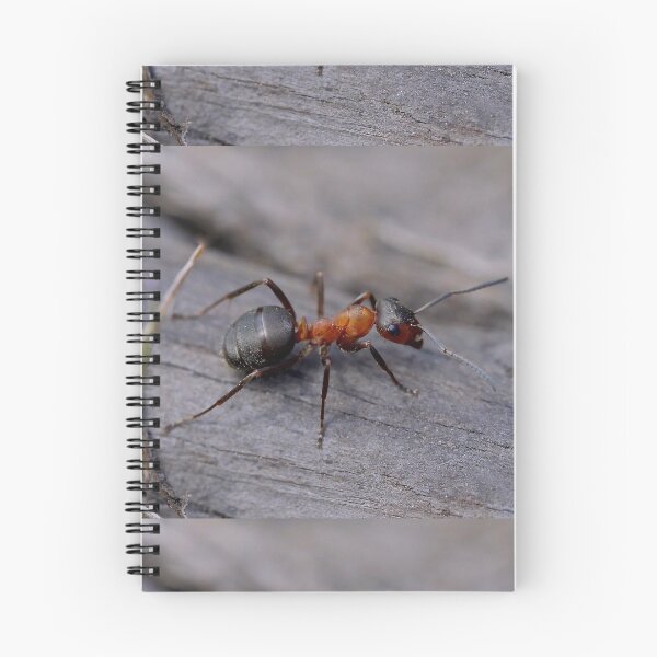 Item preview, Red Wood Ant designed and sold by MidnightHoots.