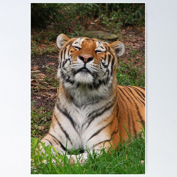 Item preview, Amur tiger designed and sold by rootedrender.