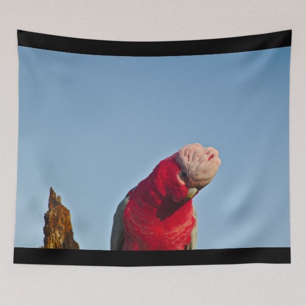 Item preview, A Pink And Grey Galah Looking Down  designed and sold by Jason Gilbert.