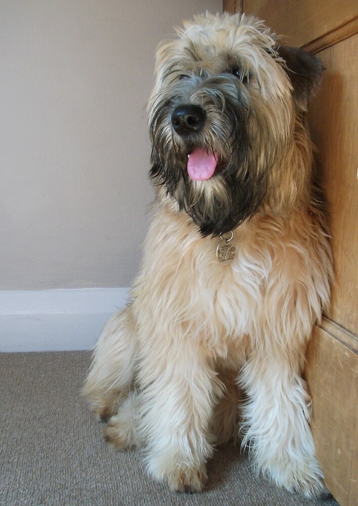 "Cute English So   ft Coated Wheaten Terrier 'Nutmeg'" by Luketxx | Redbubble