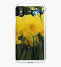 Daffodils iPhone Case/Skin