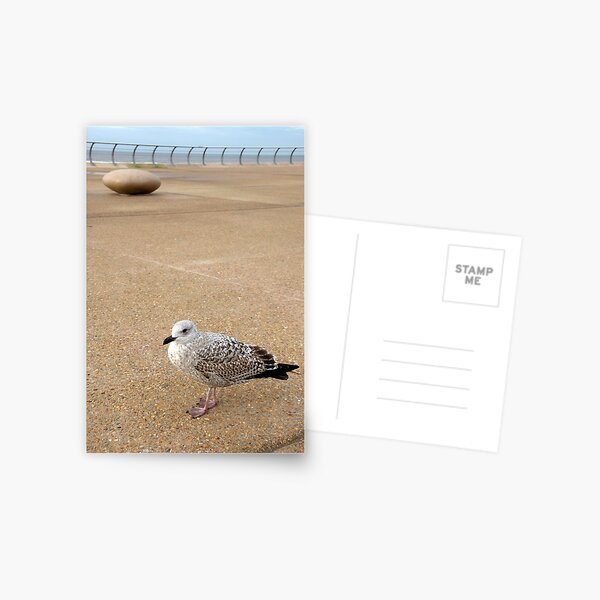 Item preview, Seagull at Blackpool II designed and sold by Manuel Gonçalves.
