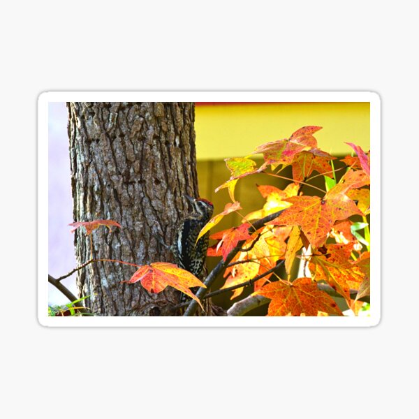 Item preview, Woodpecker designed and sold by LisaWootenPhoto.