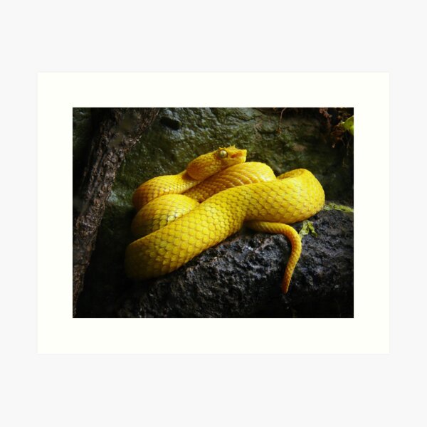 Eyelash Viper (Blue)/ Crotalo Cornudo (Azul)