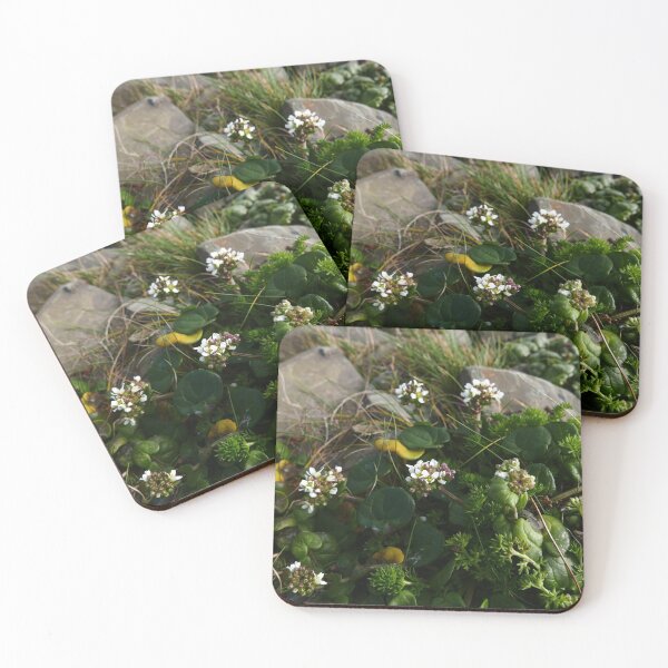 Item preview, Danish Scurvygrass (Cochlearia danica) designed and sold by IOMWildFlowers.