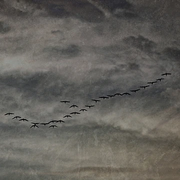 Artwork thumbnail, The Flight by InGFocus