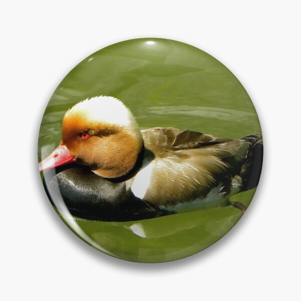Item preview, Red-crested Pochard in shallow waters designed and sold by mamba.