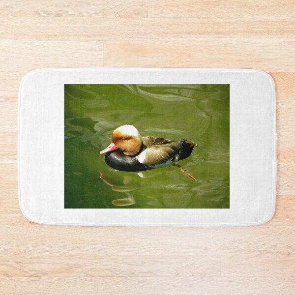 Item preview, Red-crested Pochard in shallow waters designed and sold by mamba.