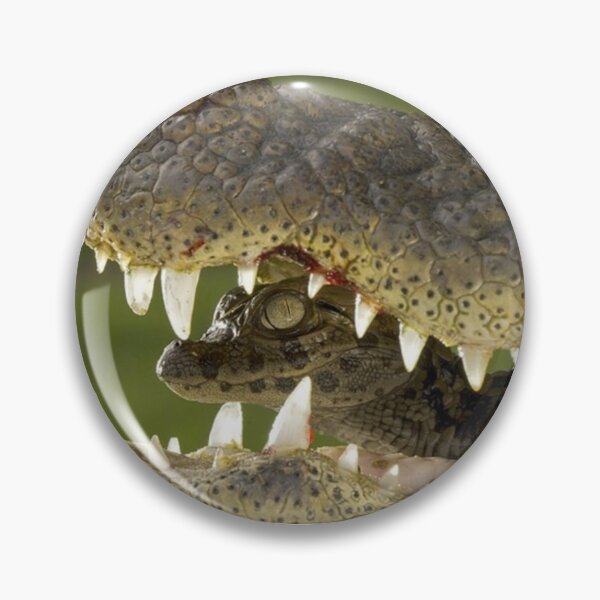Item preview, baby gator designed and sold by AlfordsStore.
