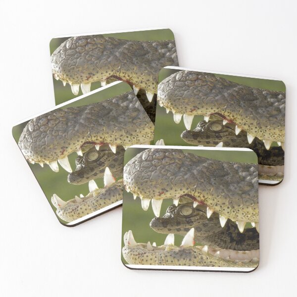 Item preview, baby gator designed and sold by AlfordsStore.
