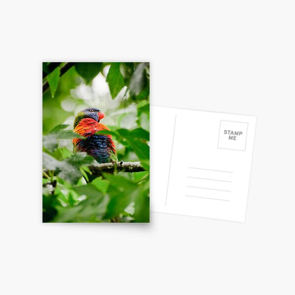 Rainbow Lorikeet Postcard