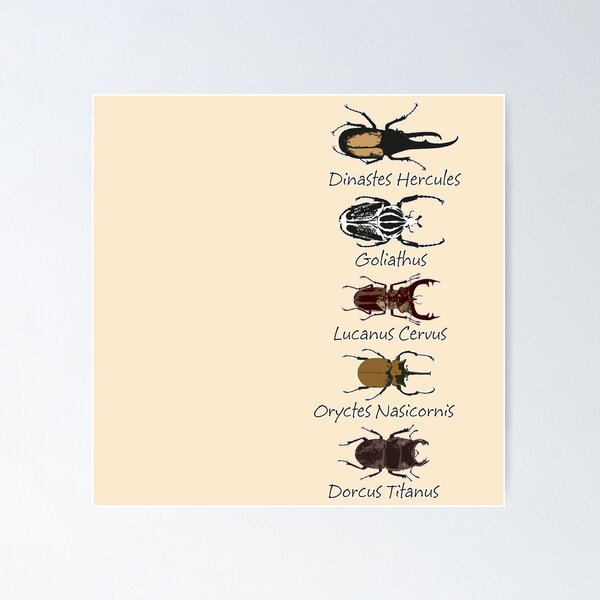 Item preview, Epic beetles designed and sold by jmozota.