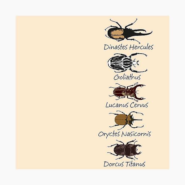 Item preview, Epic beetles designed and sold by jmozota.