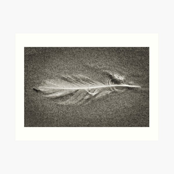 Washed Feather Art Print