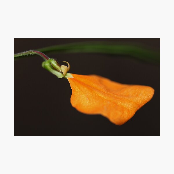 Hybanthus stellarioides Photographic Print