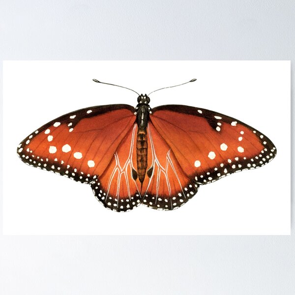 Item preview, Königin (Danaus Gilippus) designed and sold by JadaFitch.