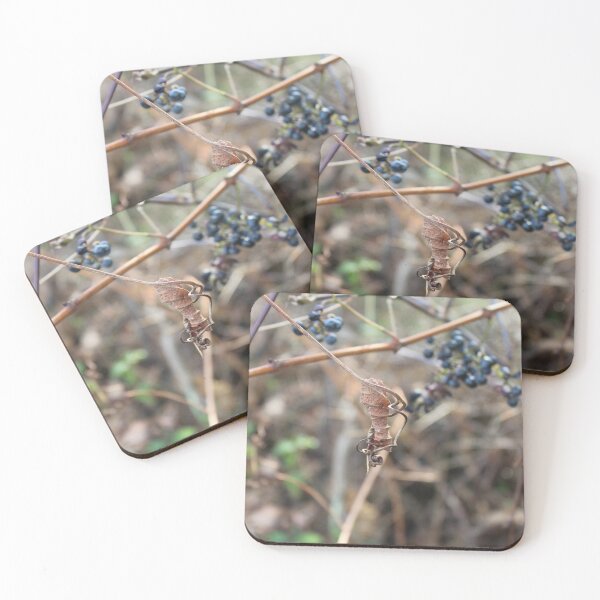 Item preview, Dry Vine designed and sold by Fave101.