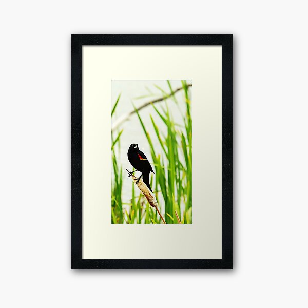 Item preview, Redwing Blackbird designed and sold by Jaxpiersma.