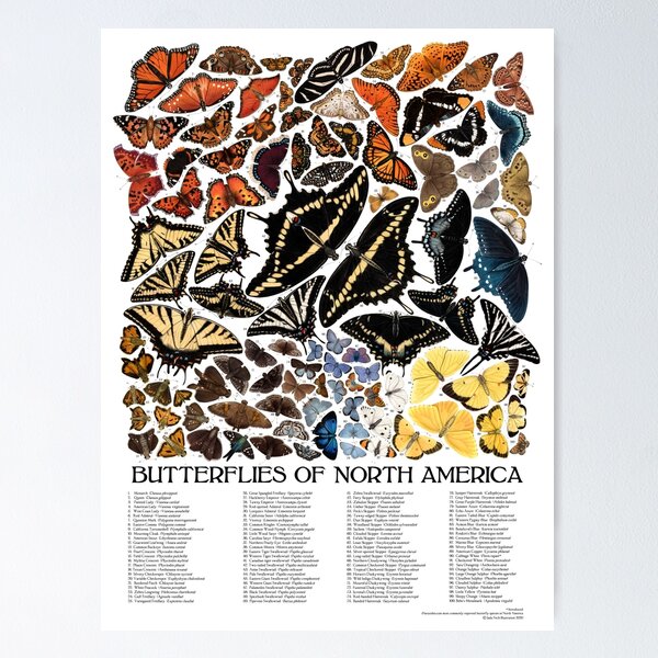 Item preview, Butterflies of North America designed and sold by JadaFitch.