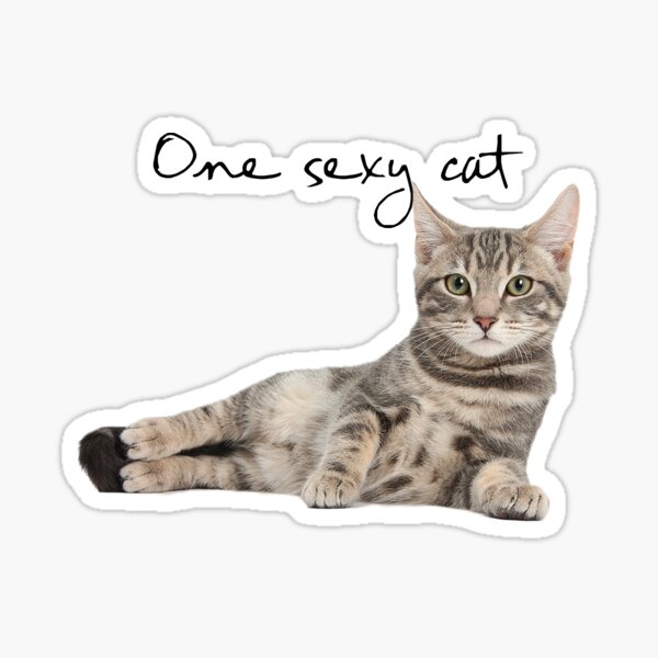 One Sexy Cat Sticker For Sale By Harleyo05 Redbubble