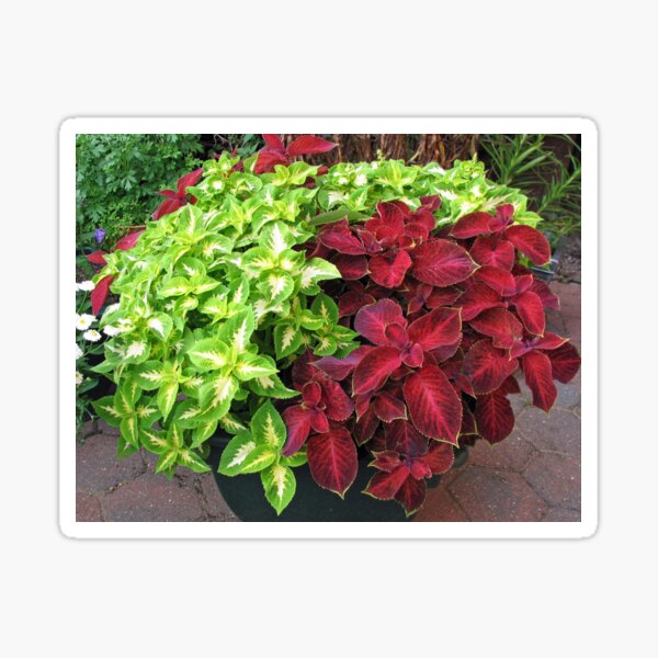 Item preview, Pretty Bushes with Variegated Green and Crimson Leaves designed and sold by BlueMoonRose.