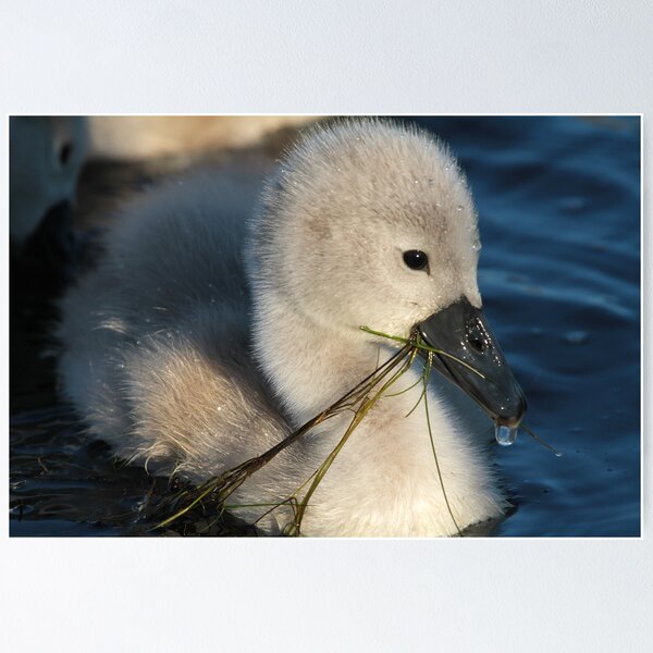 Item preview, Feeding time for baby Cygnet ~ Cleator Pond designed and sold by Jan Fialkowski.