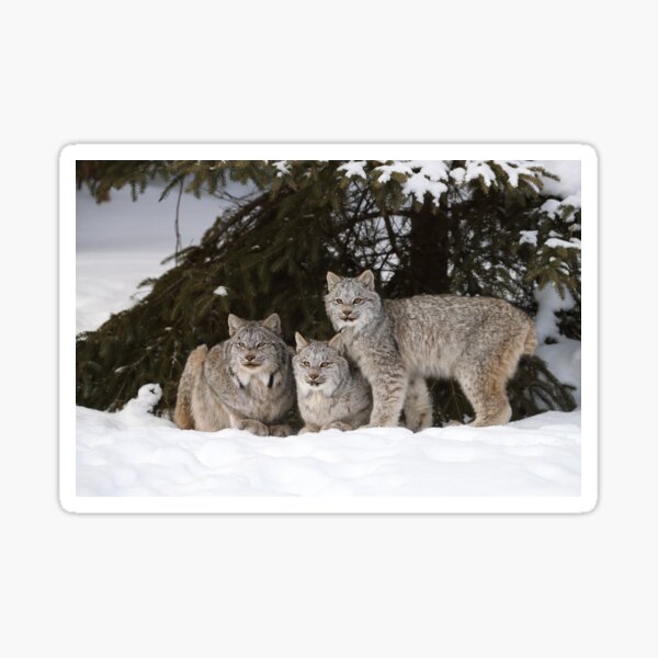 Lynx Family Sticker