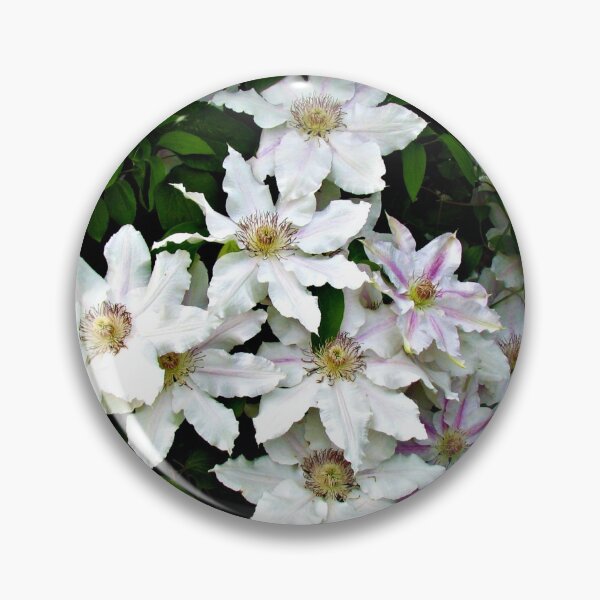 Item preview, Delicate and Exquisite - Clematis in Mirrored Frame designed and sold by BlueMoonRose.