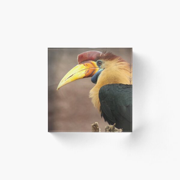 The beak makes the bird Acrylic Block