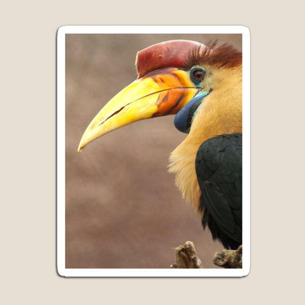 The beak makes the bird Magnet