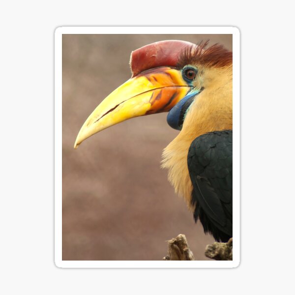 The beak makes the bird Sticker