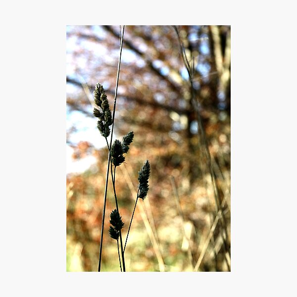 Item preview, Adelaide Hills I designed and sold by Camilla.