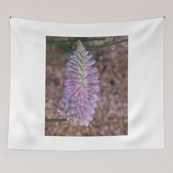 Item preview, Tall Mulla Mulla (Ptilotus exaltatus) designed and sold by DPalmer.
