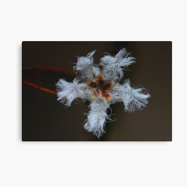 Item preview, Leucopogon virgatus  designed and sold by andrachne.