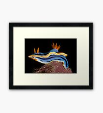 Nudi Portrait Framed Print
