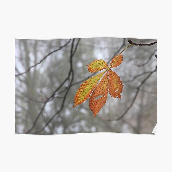 Solitary leaf Poster