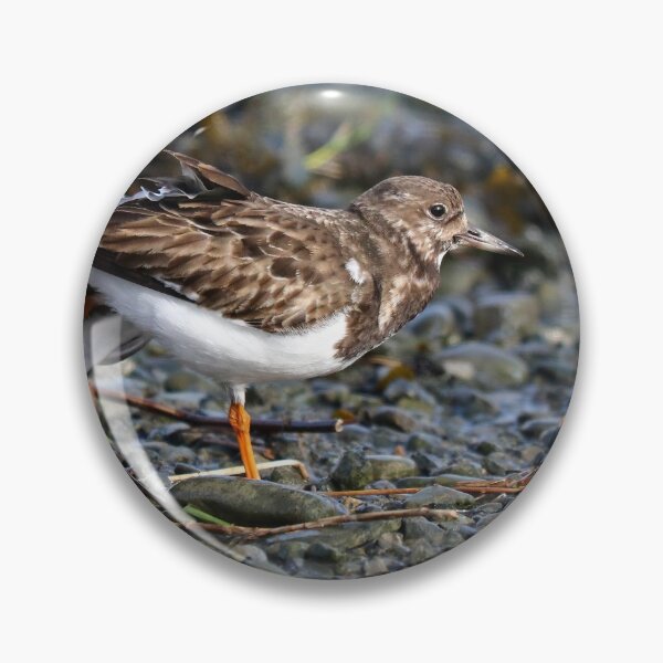 Item preview, Turnstone stretch designed and sold by GreyFeatherPhot.