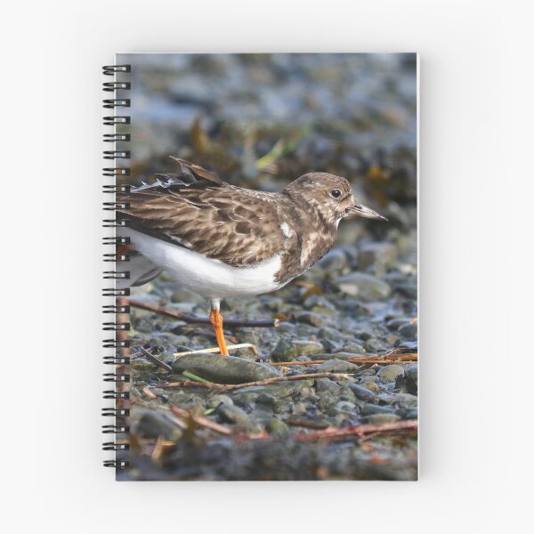Item preview, Turnstone stretch designed and sold by GreyFeatherPhot.