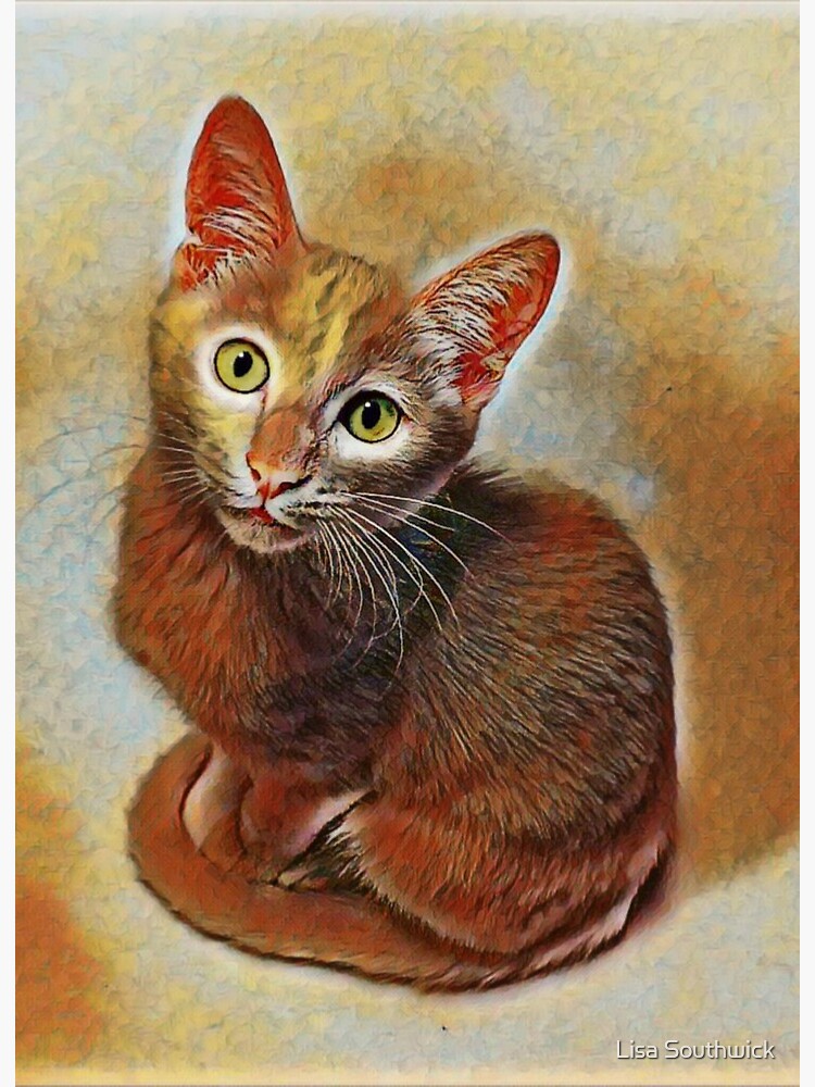 orange tabby cat kitten