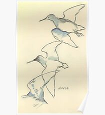 Sketching birds Poster