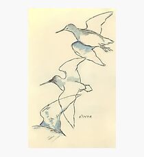 Sketching birds Photographic Print