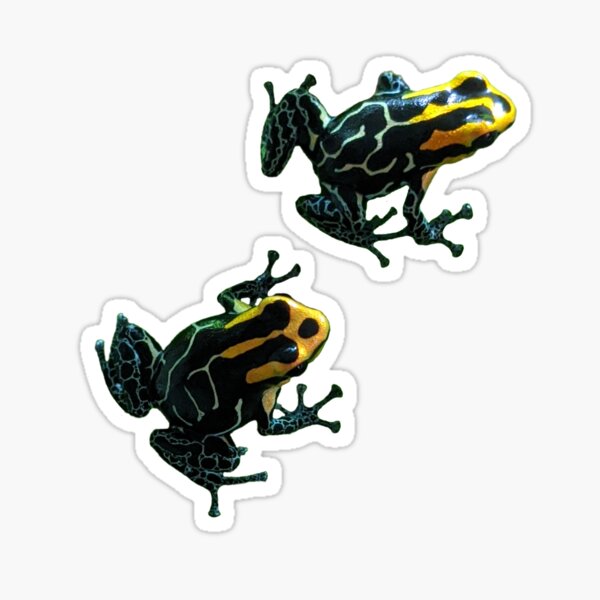 Item preview, Ranitomeya fantastica 'lowland' designed and sold by Mulberry-Toad.