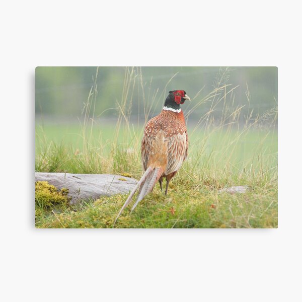 Pheasant Metal Print